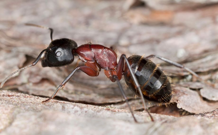 mravenec obrovský - Camponotus herculeanus